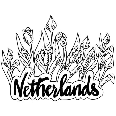 Hollanda 'nın el yazısı lalelerle çizilmiş. Vektör illüstrasyonu.