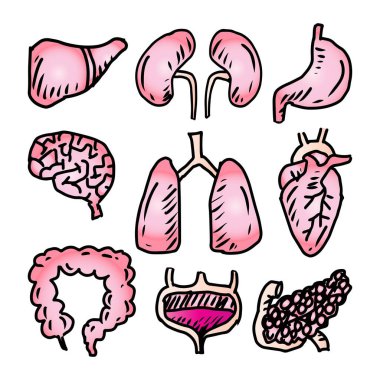 İnsan iç organları karalama seti. El çizimi vektör illüstrasyonu.