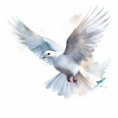 Uçan beyaz güvercin. Barışın sembolü. Beyaz güvercin beyazın üzerinde izole edilmiş. Suluboya çizimi. Beyaz arkaplanda izole.
