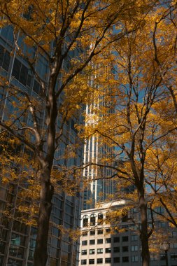 trees with autumn foliage near modern buildings in New York City clipart