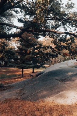 grey stone under green trees on lawn in Central Park of New York City