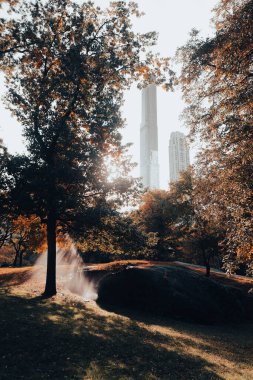 Central Park with green trees and skyscrapers on blurred background in New York City