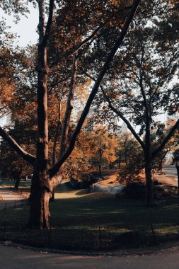 autumn park with lawn and walkways in New York City