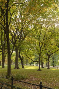 park with picturesque green trees in New York City clipart