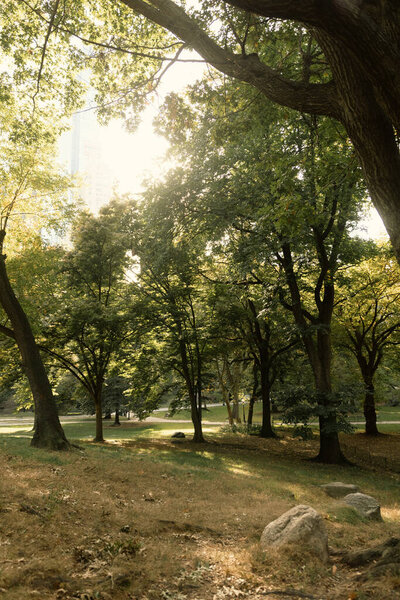 trees and lawn in sunshine in Central Park of New York City