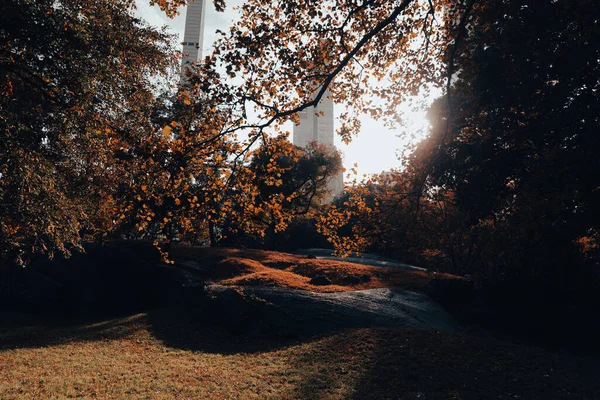 New York parkında çimenler ve günışığında sonbahar ağaçları 