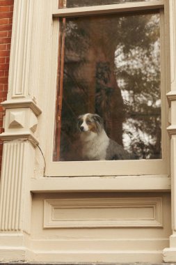 Australian shepherd dog looking out window of house in New York City clipart
