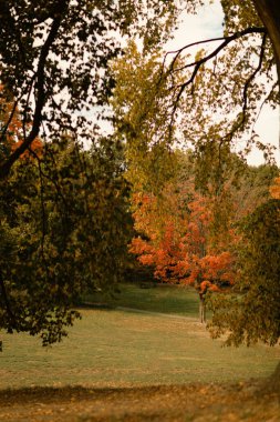 Fallen leaves and trees on meadow in central park in New York City