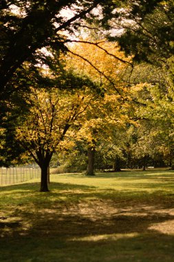 Autumn trees with sunlight on meadow in central park in New York City