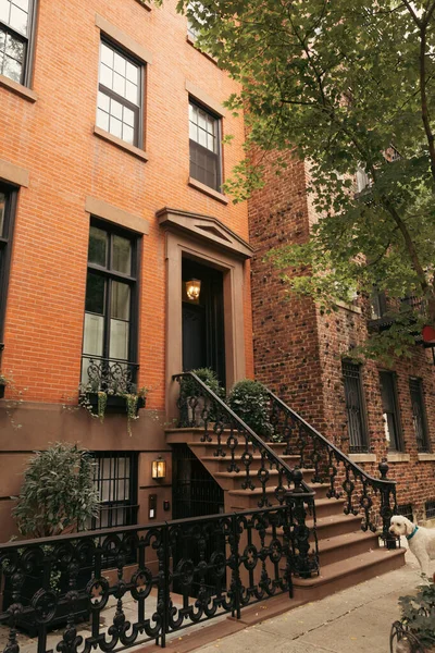 brick house with stairs and metal railings near white dog on sidewalk on street in New York City