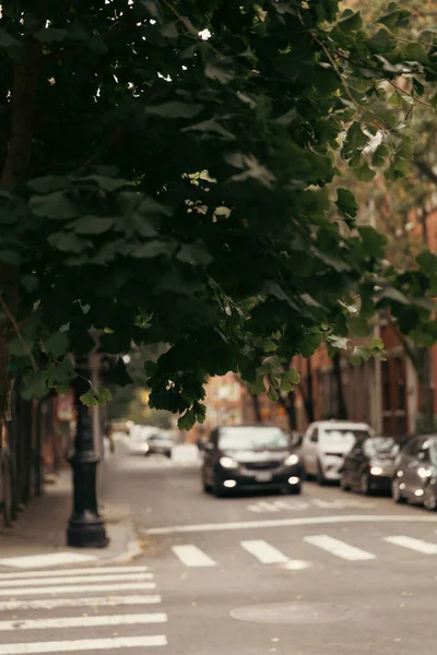 Tree on blurred urban street in New York City