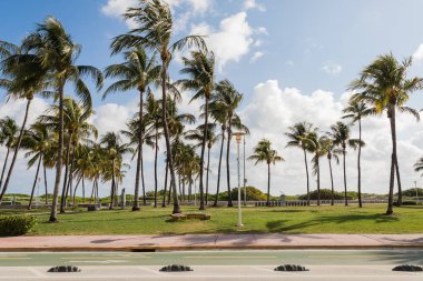 Modern parkta büyüyen yeşil palmiye ağaçları Miami 'de mavi gökyüzüne karşı 