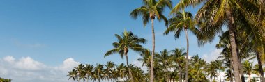 Modern parkta yetişen yeşil palmiye ağaçları Miami 'de mavi gökyüzüne karşı banklar, bayrak 