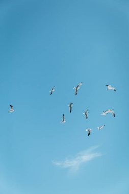 Arka planda mavi gökyüzü ile uçan martılar Miami 'de, güney sahilinde, özgürlük, Florida' da yaz mevsimi 