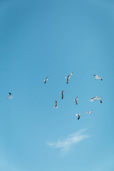 seagulls flying with blue sky at background in Miami, south beach, freedom, summer in Florida 