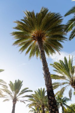 Miami sahilinde güneşli bir günde bir grup palmiye ağacı arasında canlı güneş ışığı..
