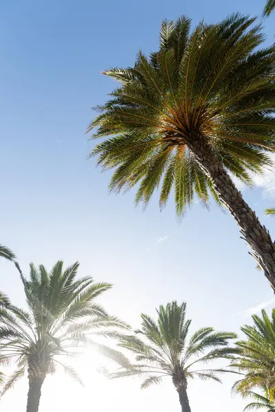 阳光穿过一棵高大的棕榈树 给周围的风景投上了温暖的光芒 — 图库照片