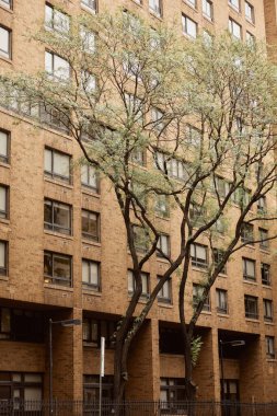 New York 'ta şehir caddesinde sonbahar manzarası olan tuğla binanın yanında yaprakları dökülen uzun ağaçlar.