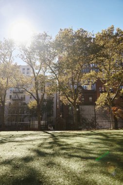 New York 'ta güneşli bir gün, sıcak ışıkla yıkanmış bir park....