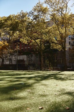 New York 'taki çimenli bir tarlanın manzarası, yerde uzun gölgeler bırakan ağaçlar..