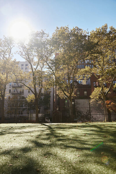 A sunny day in New York City, with a park bathed in warm light.