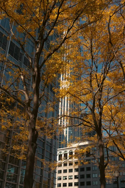 Alberi con fogliame autunnale vicino a edifici moderni a New York — Foto stock