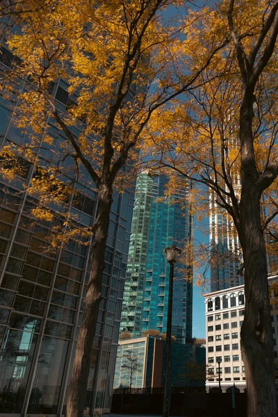 Modern buildings near trees with autumn leaves in Manhattan district of New York City — Stockfoto