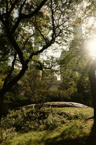 Green trees in sunshine in urban park of New York City — Stock Photo