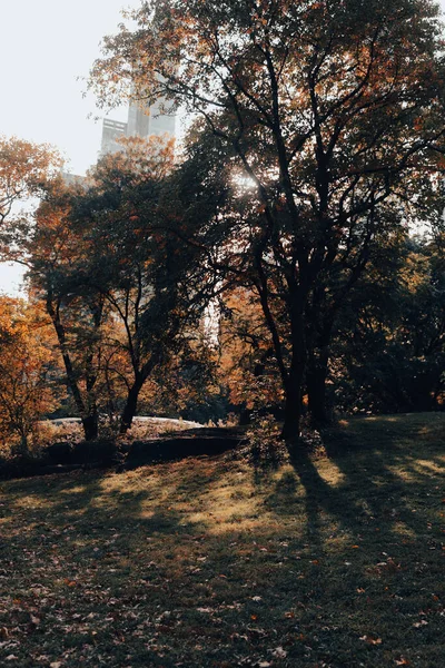 Árvores e gramado durante o dia no Central Park de Nova York — Fotografia de Stock