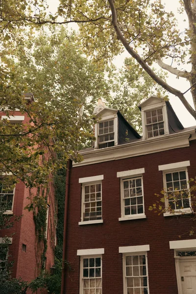 Brick dwelling houses with white windows near autumn trees on street in New York City - foto de stock