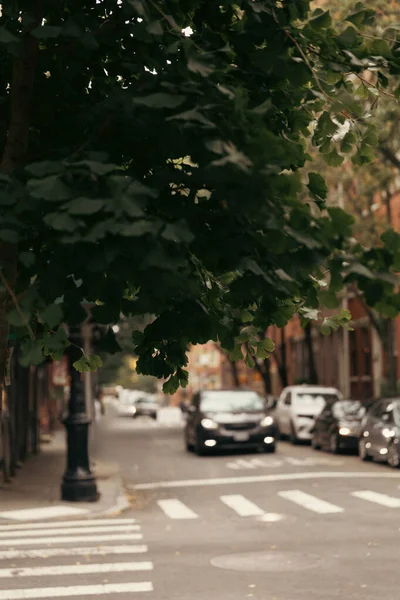 Tree on blurred urban street in New York City — Stock Photo