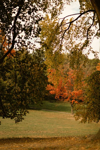 Fallen leaves and trees on meadow in central park in New York City — Stock Photo