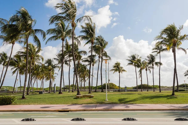 Palmeiras verdes crescendo no parque moderno contra o céu azul em Miami — Fotografia de Stock