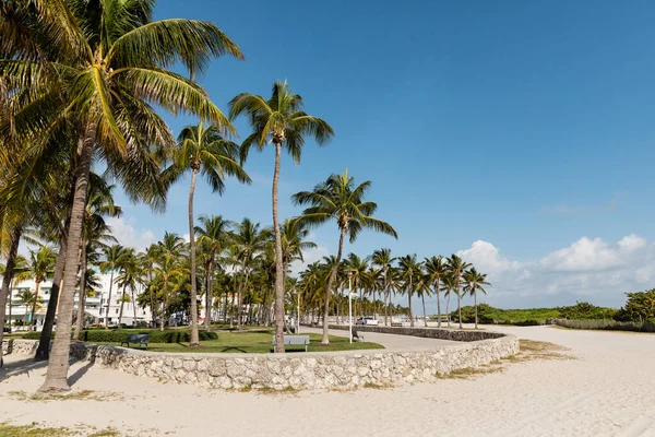 Зеленые пальмы в современном парке со скамейками против голубого неба в Майами — стоковое фото