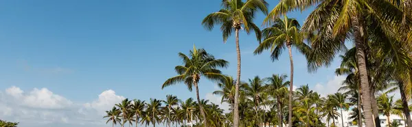 Palmiers verts poussant dans un parc moderne avec des bancs contre le ciel bleu à Miami, bannière — Photo de stock