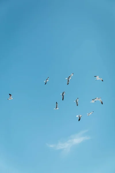 Gaivotas voando com céu azul no fundo em Miami, praia sul, liberdade, verão na Flórida — Fotografia de Stock