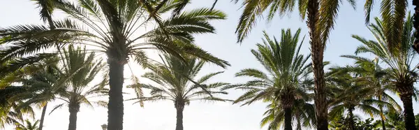 Uma fileira de palmeiras altas lançando sombras em uma praia de areia sob um céu brilhante e ensolarado, criando uma atmosfera tranquila e serena. — Fotografia de Stock