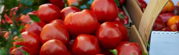 Close up view of red ripe tomatoes on seasonal farmers market in new york city, food fair, banner — Stock Photo