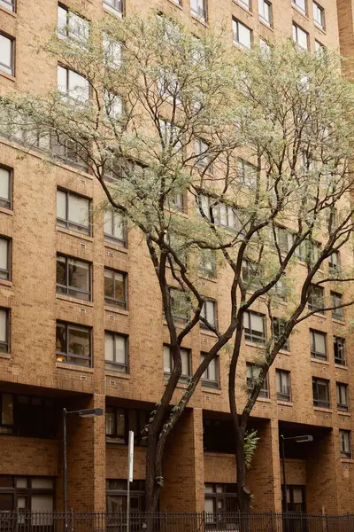 Hohe Bäume mit fallendem Laub in der Nähe eines Backsteingebäudes an der städtischen Straße in New York City, herbstliche Szenerie — Stockfoto