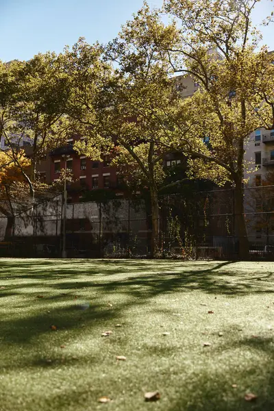 A view of a grassy field in New York City, with trees casting long shadows on the ground. — Stock Photo