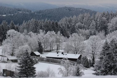 Bavyera Ormanı 'nda kış