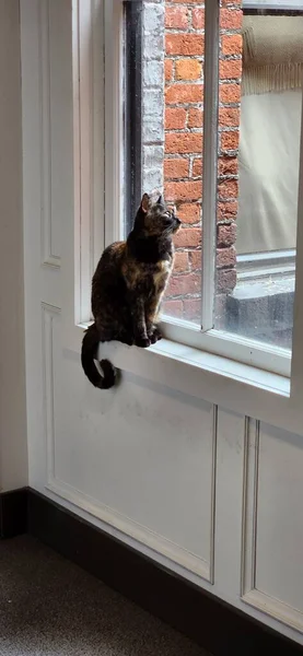 Pisica Foarte Liniștită Stând Lângă Fereastră Uitându Afară — Fotografie, imagine de stoc