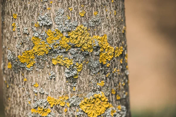 Kahverengi arka planlı ağaç kabuğu. Ağacın kabuğu gri ve sarı liken ile. Latince Xanthoria Lichen
