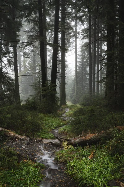 Forest stream in a foggy forest. Forest stream in the middle of trees with broken log. Wer weather.