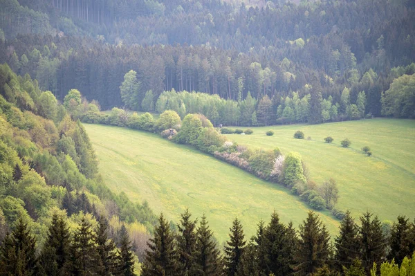 Picture of forest and meadow with a hunting seat hidden in the woods. Landscape without sky, only spring green trees and grass