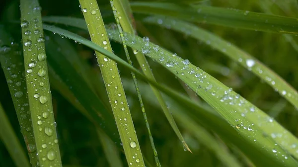 stock image water drop on a green leaf, close up