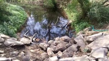 Ormandaki nehrin güzel manzarası