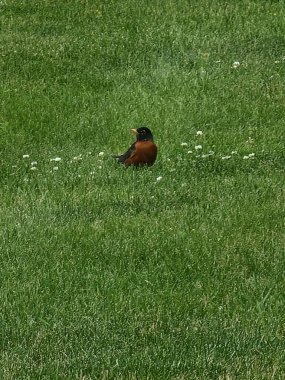Güzel bir kuş manzarası