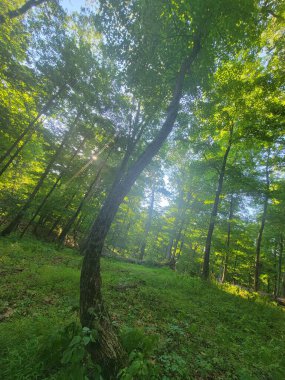 Parktaki yeşil orman