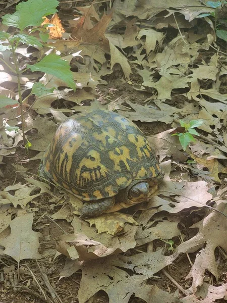 Черепаха Саду — стокове фото